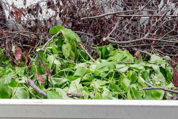 Cost of Brush Pile Removal in Philadelphia