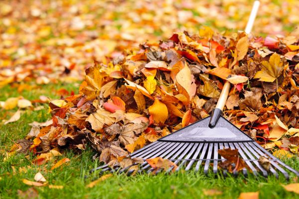 Cost of Leaves Removal in Philadelphia