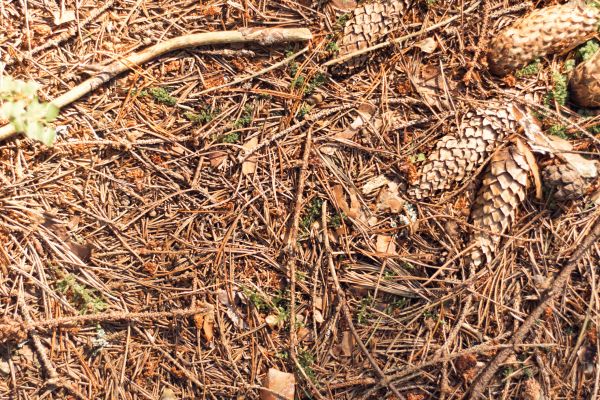 Cost of Pine Needles Removal in Philadelphia
