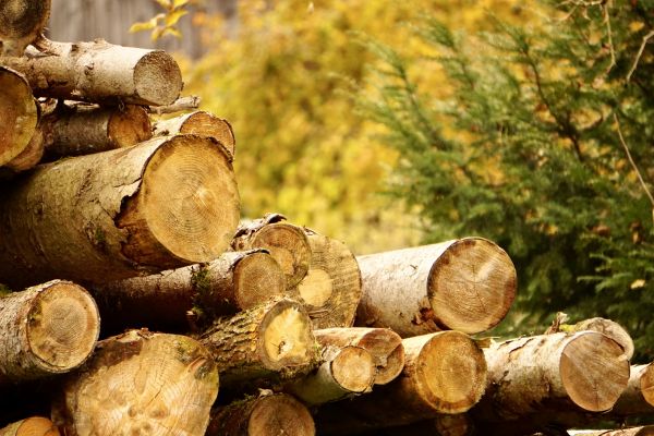 Cost of Wood Pile Removal in Philadelphia