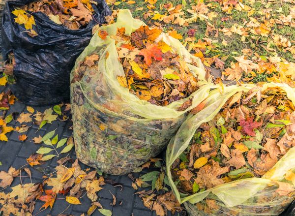Cost of Yard Cleanup Service in Philadelphia