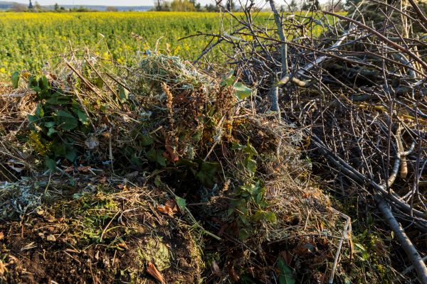 Cost of Brush Disposal in Philadelphia