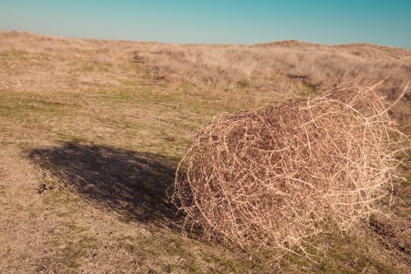Cost of Tumbleweed Removal in Philadelphia