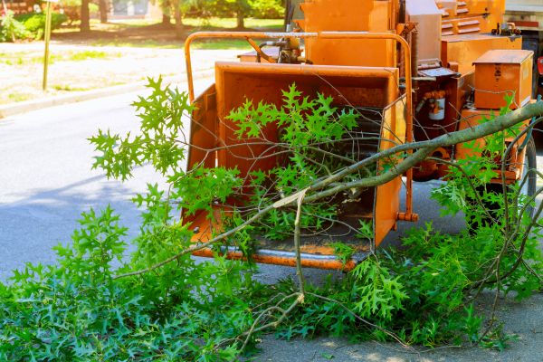 Cost of Tree Branches Removal in Philadelphia