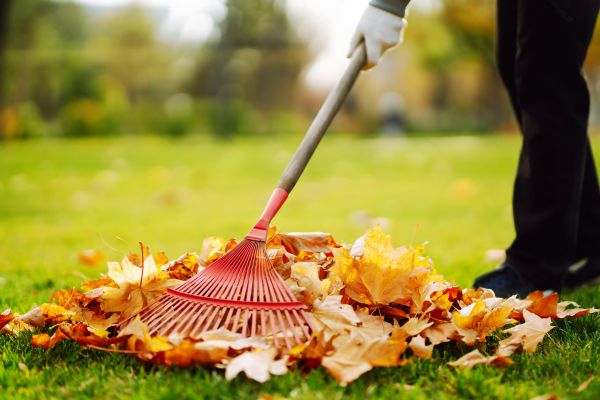 Cost of Ditch Leaf Removal in Philadelphia