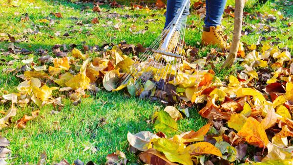 Cost of Lawn Cleanup Service in Philadelphia