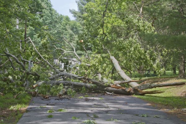 Cost of Tree Debris Removal in Philadelphia